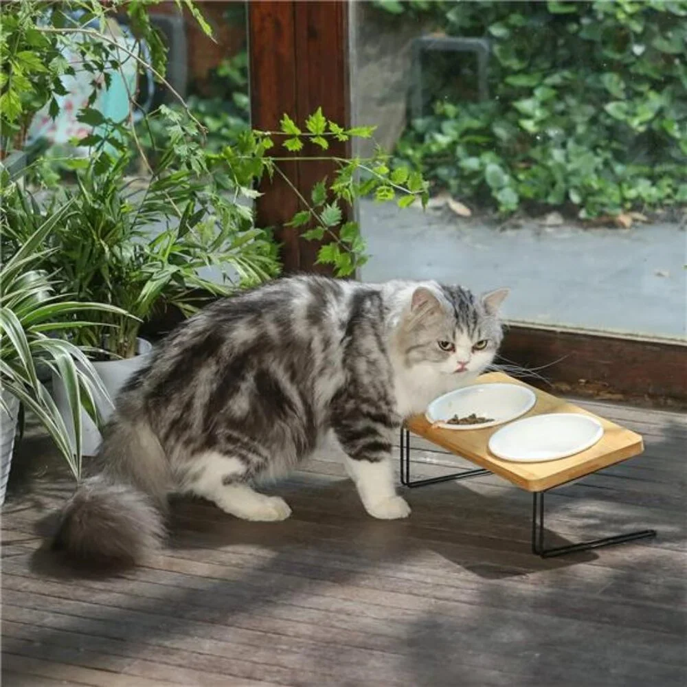 Elevated Cat Ceramic Bowls, Small Dog 15° Tilted Raised Food Feeding Dishes,